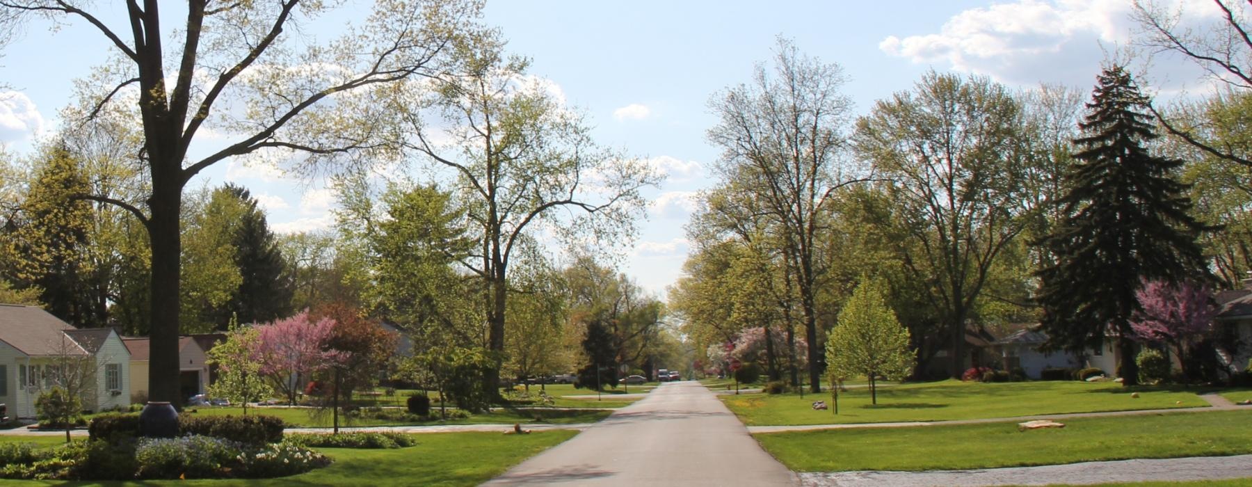 a road with trees and grass on the side