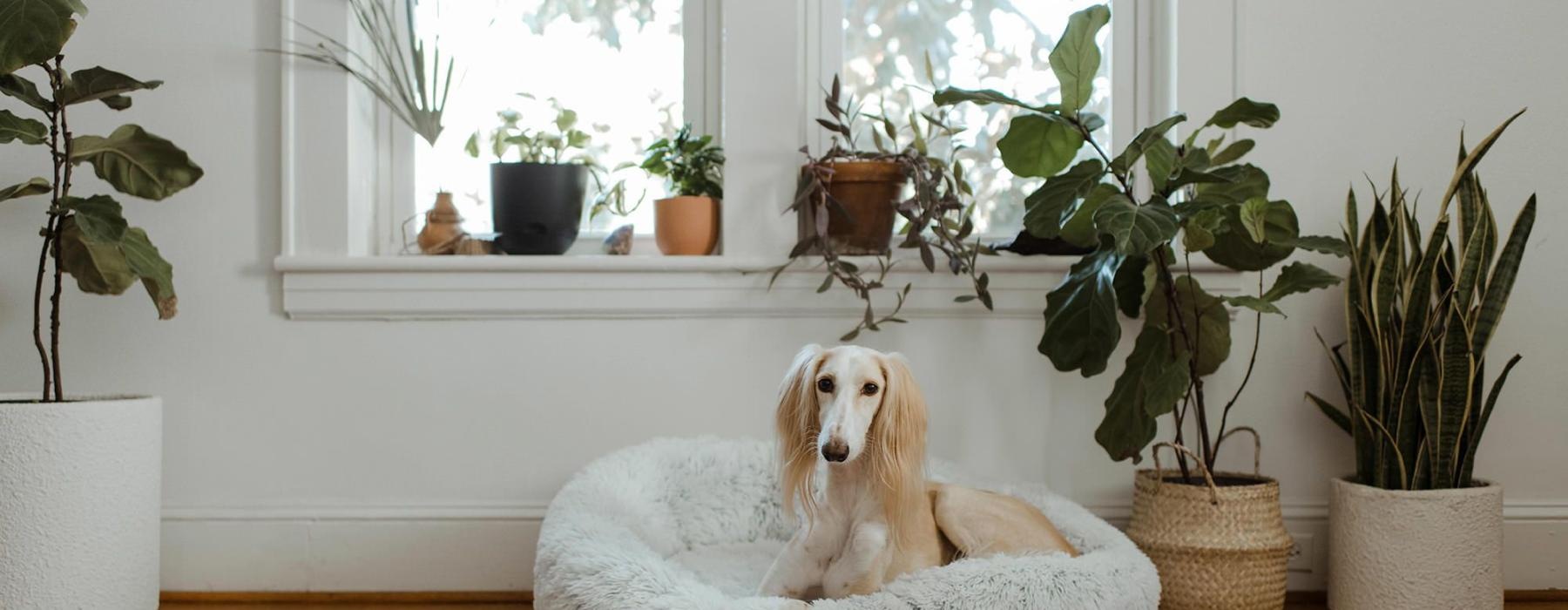 large dog sits in its bed under a windowsill full of potted plants